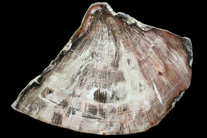 Polished Petrified Wood (Oak) Slab - Oregon #68031